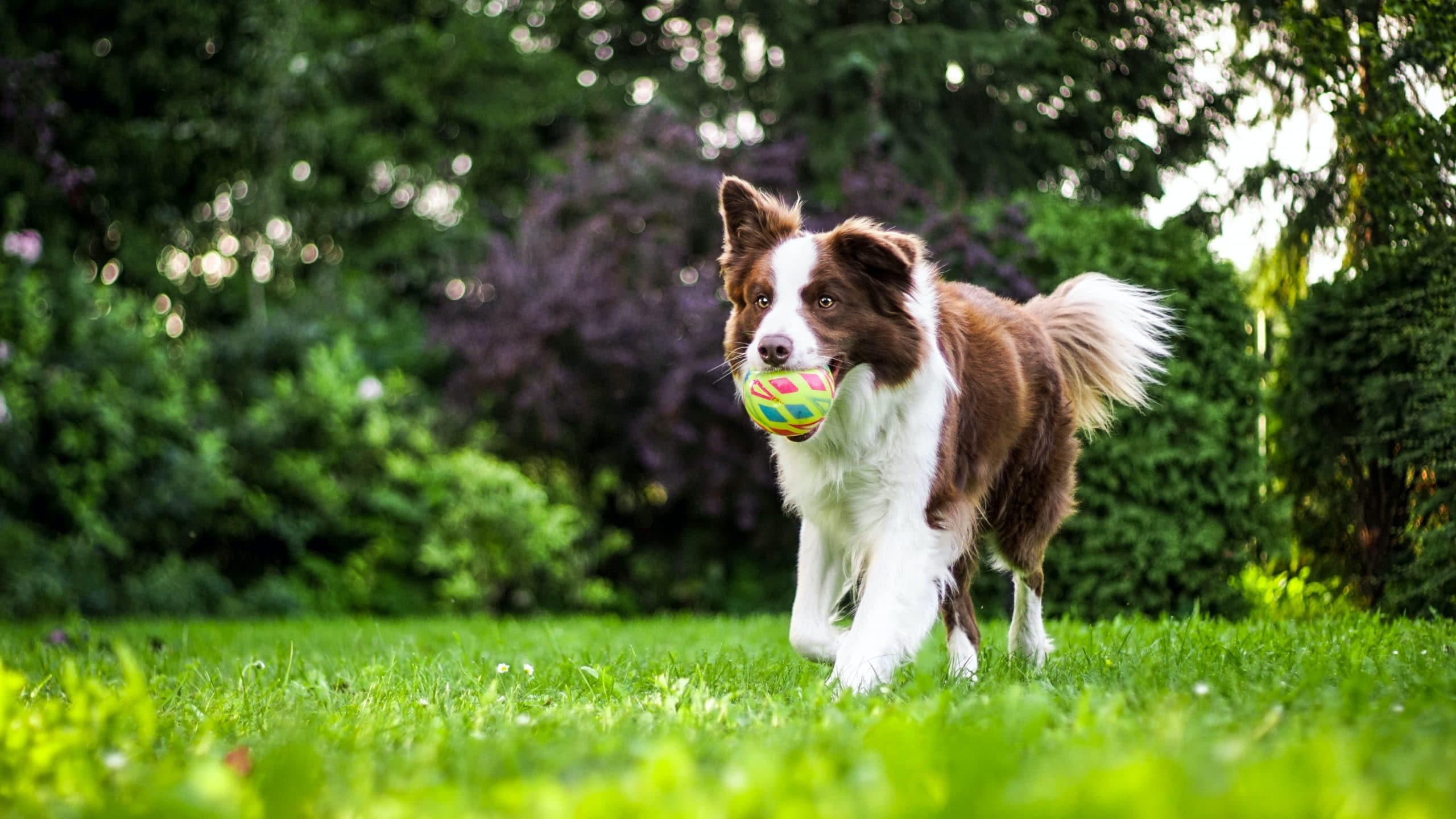 dog with ball in field